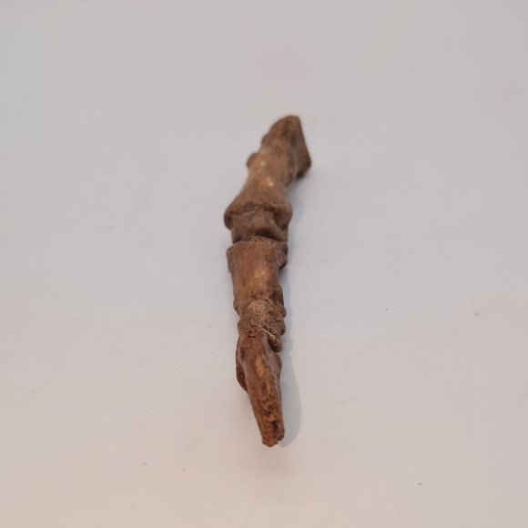 Real Fossilized Extinct Cave Bear Claw And Finger Bones Ursus spelaeus - Picture 5 of 9